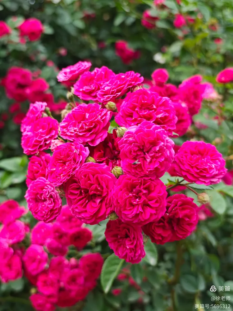 赏花～月季玫瑰2025.5.23